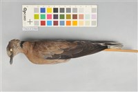 藏品(紅鳩)的圖片